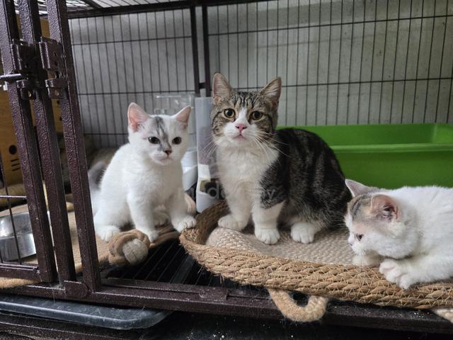 Munchkin Kitten Male Female - photo 2 of 2
