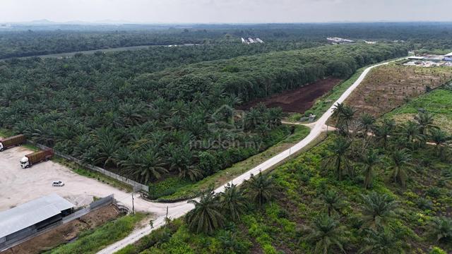 Freehold Int'l Lot Oil Palm Land Kg Sungai Burong, Pekan Nanas Pontian 5