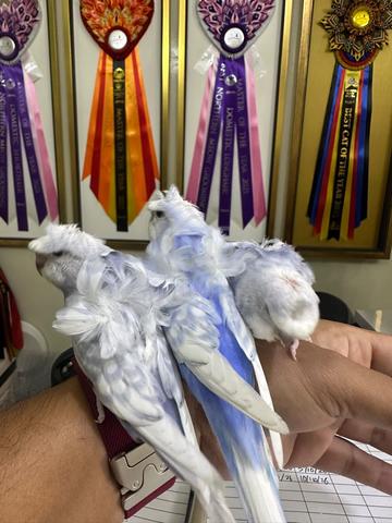 Carousel Image