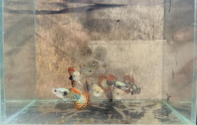 Carousel Image