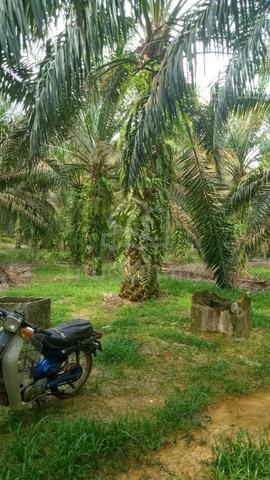 5.5 ekar freehold non bumi oil palm 1