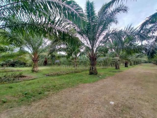 Penang Agriculture Land Tasek Gelugor Kubang Menerong 1