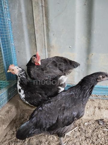 Ayam Dongxiang telur hijau - photo 3 of 4