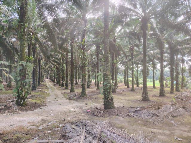 5 Acres Zoning Industrial Land @ Pekan Nanas, Next to Ulu Choh Pontian 1