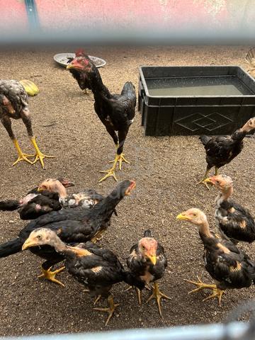 Anak Ayam Kampung - photo 3 of 3