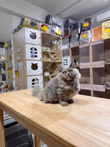 can send Singapore blue Tortie munchkin napoleon - photo 4 of 5