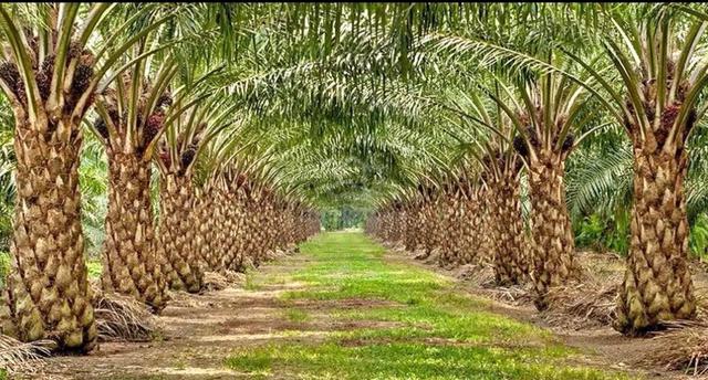 Cheap!!! palm oil land for sale.  1