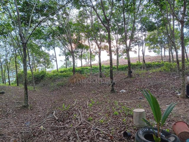 Rubber Tree Land 1
