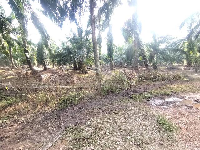 Kanchong Tengah Land Banting, 📌 * 5.06 acres 📌Freehold 4