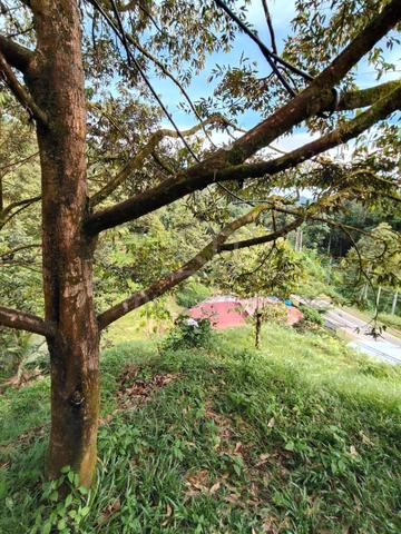 Papar Durian Plantation for sale 1