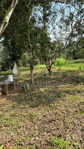 Agricultural land in Port Dickson 1