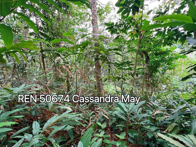 Freehold Main Road Frontage Old Rubber Trees Agriculture Land Tampin 3