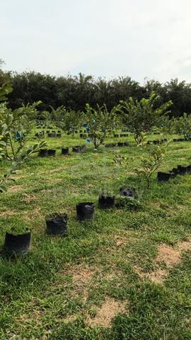 MCL 8.7 ekar kebun Naga,Jambu Batu & Pisang area Macap Durian Tunggal 3
