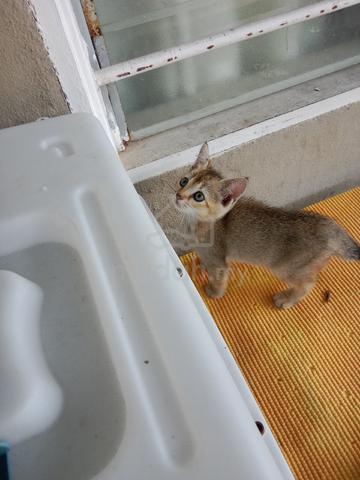 BSH GOLDEN KITTEN (color25) - photo 4 of 6