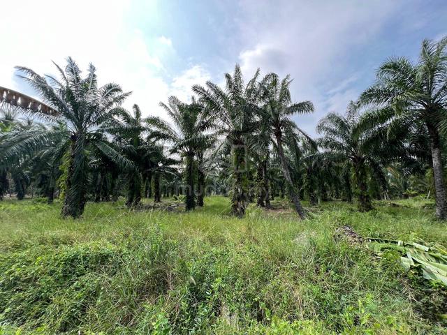 Tanah Pertanian Bagan Nakhoda Omar, Sabak Bernam 1