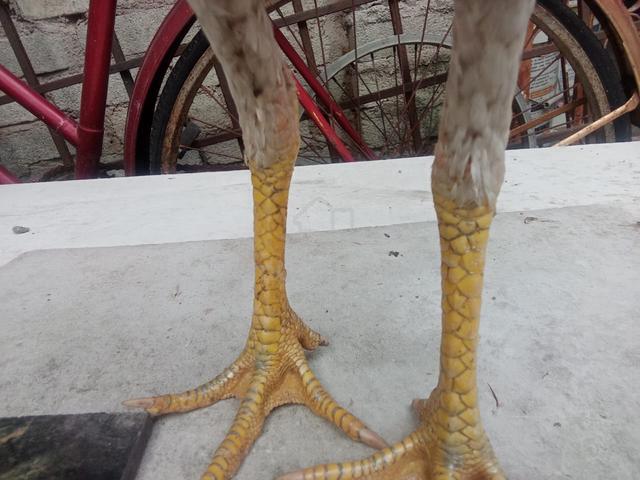 Carousel Image