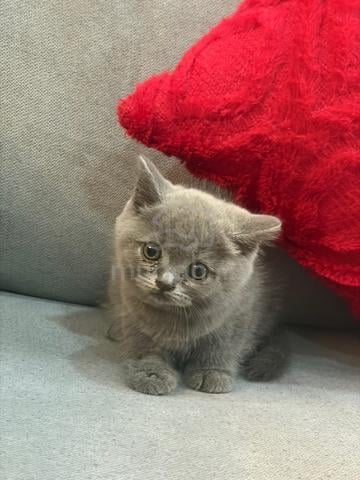 Carousel Image