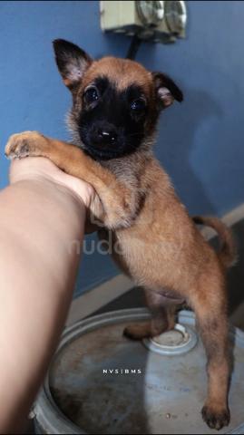 Carousel Image