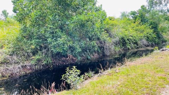Pahang Pekan Agricultural Freehold Land For Sale 1