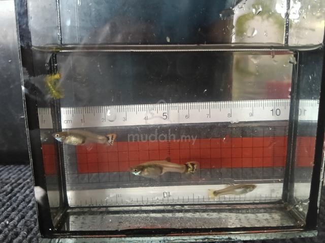 guppy - photo 2 of 4