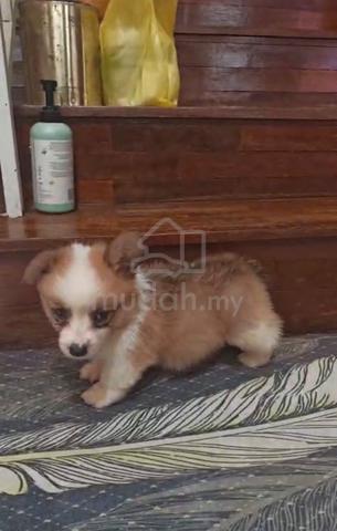Corgi Puppy (Long Coat) (Imported lineage) - photo 4 of 5