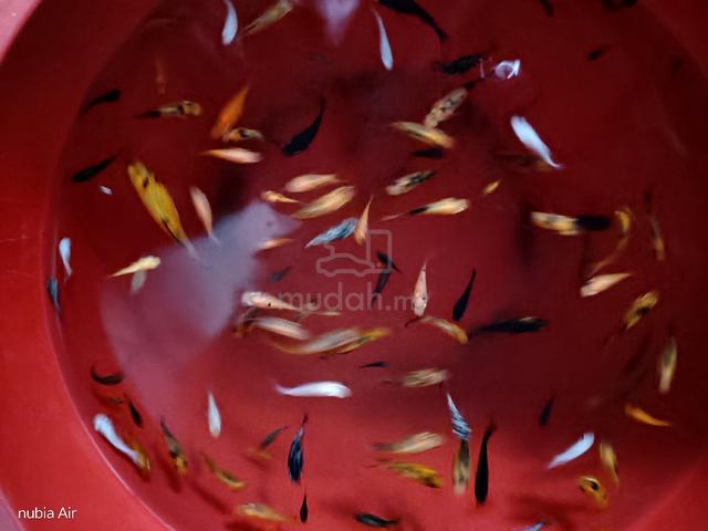 Carousel Image