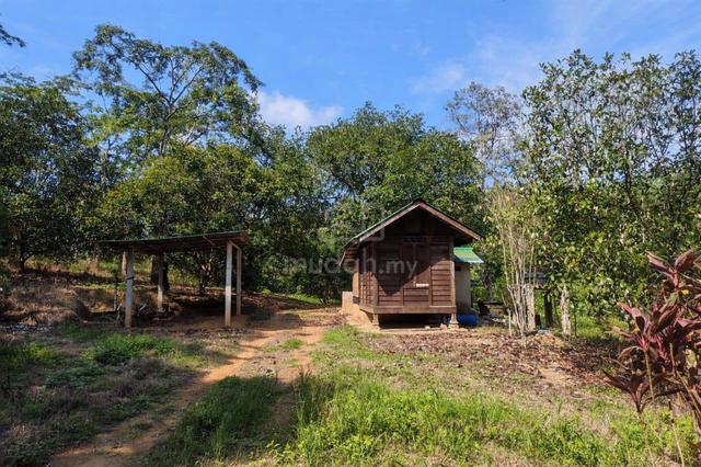 Tanah Siap Dusun Buah, Geran Individu, Changlun Kedah (300 Pokok Buah) 1
