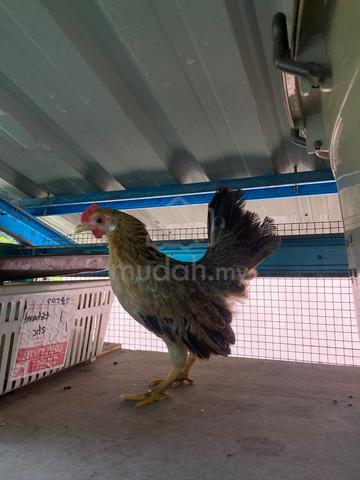 Ayam Hutan x Serama - photo 3 of 3