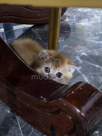 Carousel Image