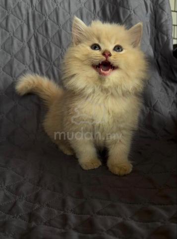 Carousel Image
