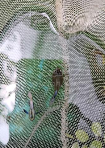 ikan guppy dumbo white short body - photo 4 of 4