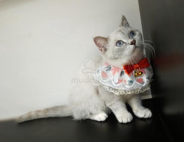 COLORPOINT (White) BRITISH SHORTHAIR (BSH) CAT - Pets for sale in ...