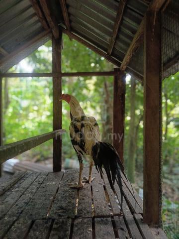 pama jalan - photo 3 of 3