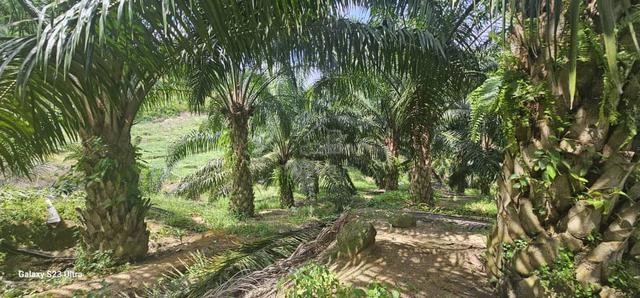 11.34 acres Palm oil Land at Kuala Kangsar, Perak 1