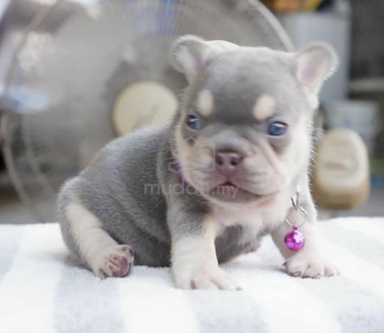FRENCH BULLDOG PUPPIES VIP131🌻 boy-girl lilac tan - photo 3 of 3