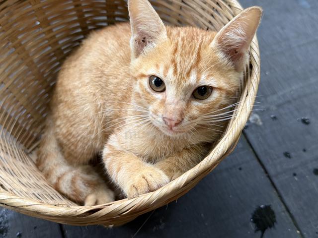 yellow cute kitten - photo 5 of 6