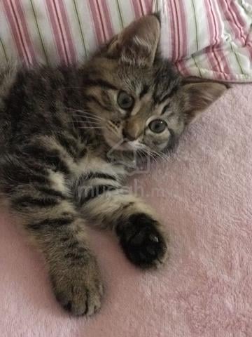 kitten comel - photo 2 of 6