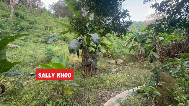 DURIAN ORCHARD LAND Relau Penang 15.75 Acres For Sale 1
