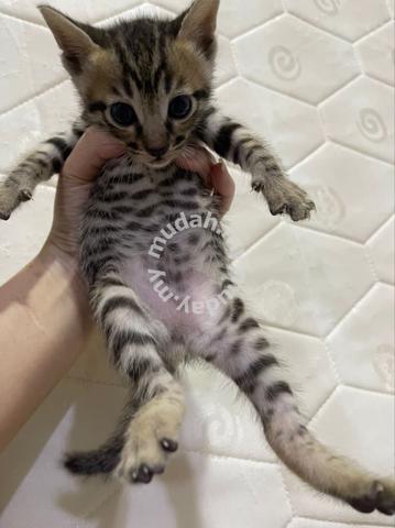 Siamese mix - Pets for sale in Tawau, Sabah