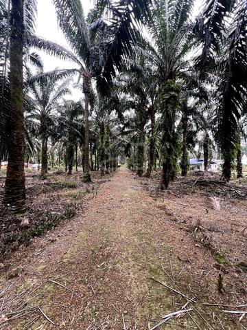 Tanah Pertanian 2.3 Ekar Parit Yaani Batu Pahat Yong Peng 1