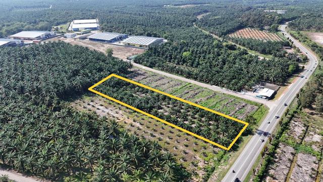 Freehold Oil Palm 2 ac Pt Arshad, Frontage Jalan Yong Peng-Batu Pahat 1