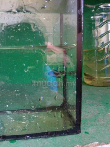 Carousel Image