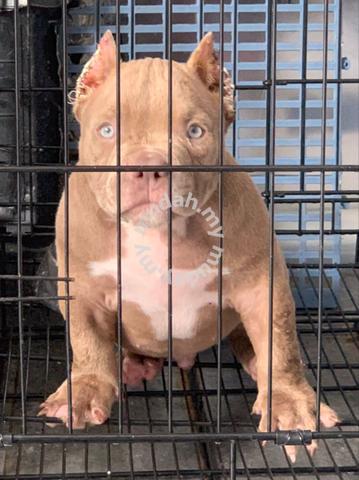 what is a good size crate for a pocket american bully