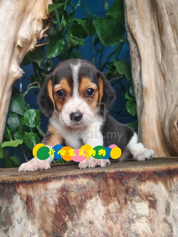 Carousel Image