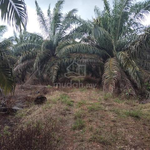 Tanah Pertanian kebun sawit di Bukit Naning Muar Johor 1