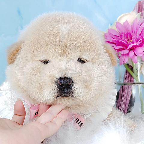 Carousel Image Selected