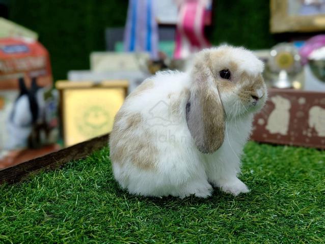Arnab Holland Lop Rabbit, bkn - photo 5 of 5