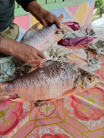 Ikan Toman Galang ikan toman galang - Food for sale in Melor, Kelantan