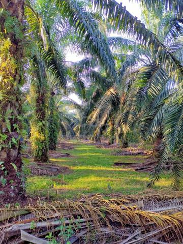 Tanah Kebun sawit untuk dijual 1