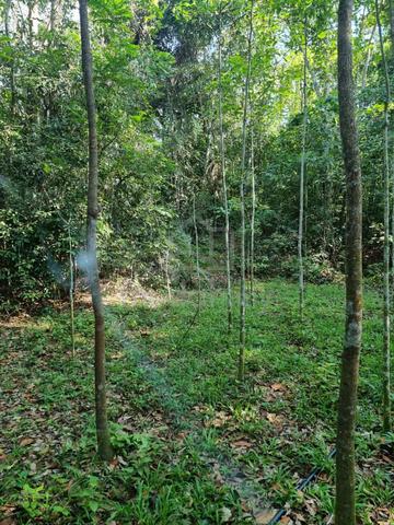 Tanah 3 ekar, sesuai utk rumah, kebun, resort di Janda Baik, Termerloh 5
